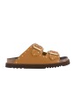 mule-beatriz-en-cognac