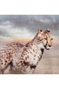 cheetah-print-cotton-sweatshirt